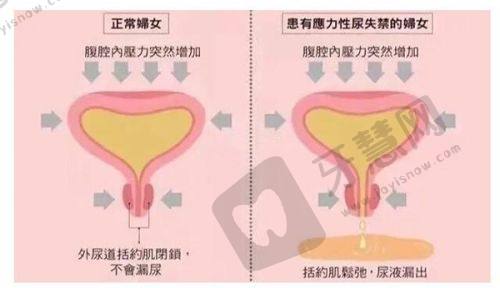北京嘉禾李燕医生职业荣誉：闪耀的行业成就
