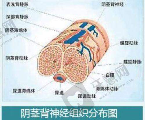华 西医院整形外科价格表之眼部整形项目