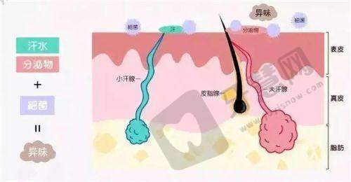 上海华美整形价格表之胸部整形项目