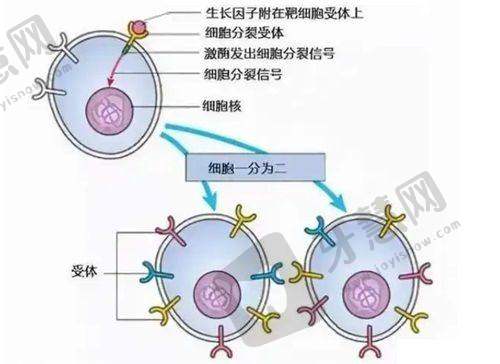 三、南宁华美整形美容医院医生团队与价格关系