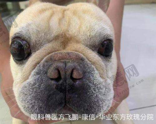 上海爱尔眼科医院（总院）详细的预约挂号方式及流程