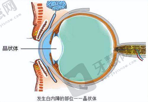 上海爱尔眼科医院（总院）收费价格表/收费标准