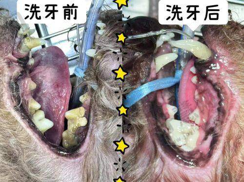 西诺德全瓷牙3000元 vs 其他品牌：贵在哪？值在哪？