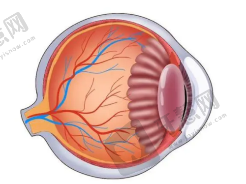 2025同仁眼科魏文斌儿童患者就诊要注意什么?