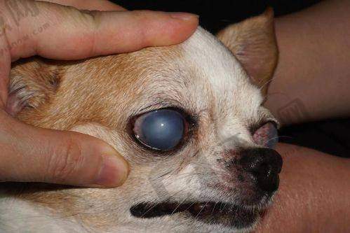 刘平眼科骨干医生挂号攻略