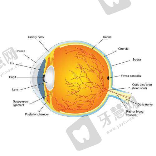 北京爱尔福康眼科医院王志军 医生